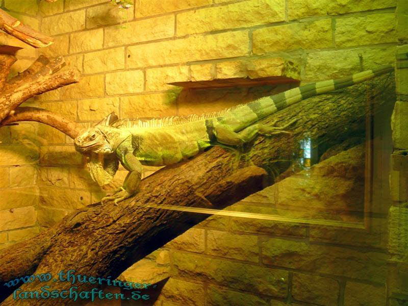 Grner Leguan (Iguana iguana)