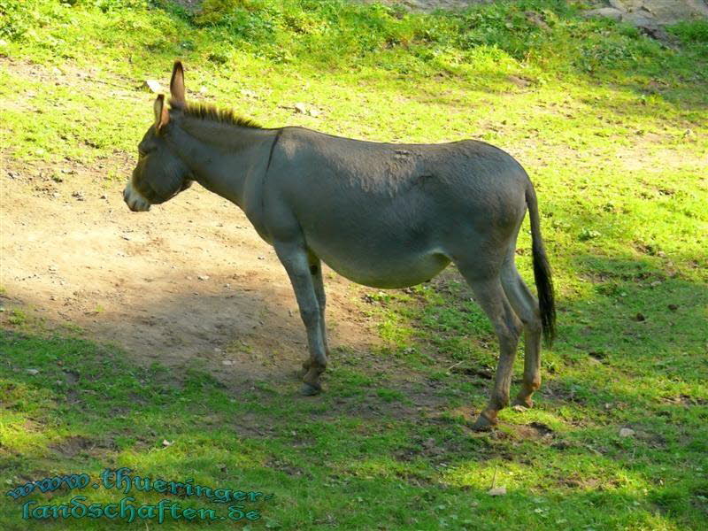 Thringer Waldesel (Equus assinus f. asinus)