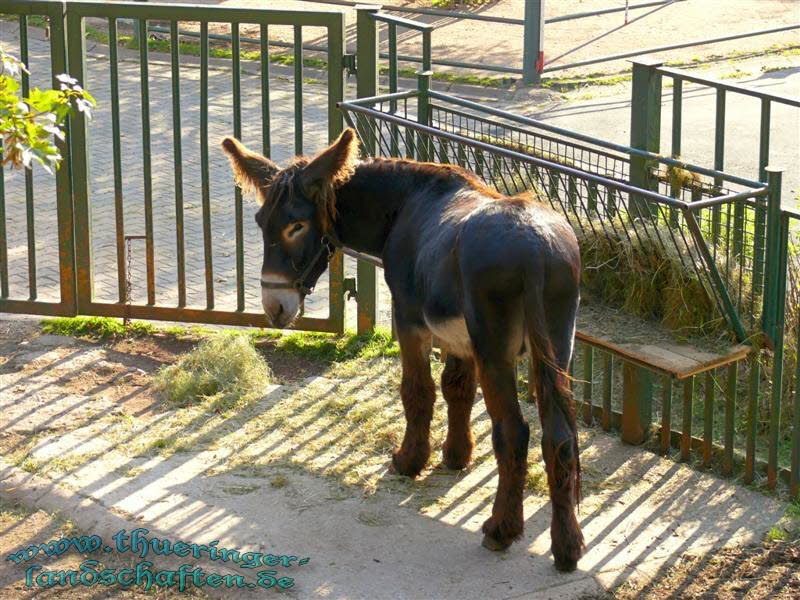 Poitou Riesenesel (Equus asinus f. asinus)