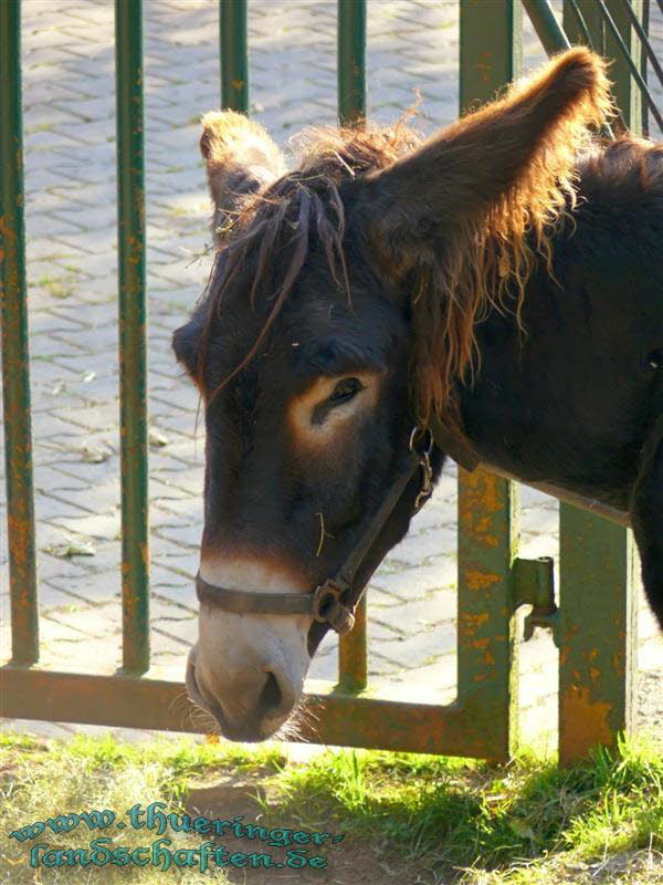 Poitou Riesenesel (Equus asinus f. asinus)