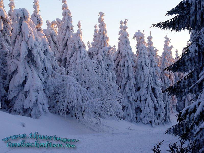 Winterwald beim Schneekopf